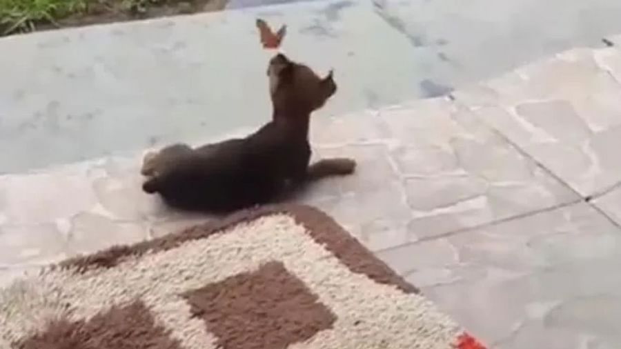 इस कुत्ते को तितली से हो गया प्यार, वीडियो में एक दूसरे के साथ मस्ती कर रहे हैं