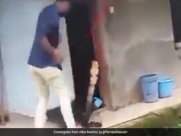 सांप को पकड़ने की कोशिश कर रहा था शख्स, जैसे ही पकड़ी पूंछ बाहर निकला King Cobra, फिर जो हुआ वो देख सहम जाएंगे आप - देखें Video सांप को पकड़ने की कोशिश कर रहा था शख्स, जैसे ही पकड़ी पूंछ बाहर निकला King Cobra, फिर जो हुआ वो देख सहम जाएंगे आप - देखें Video