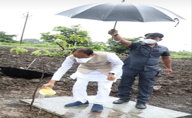 MP : मुख्यमंत्री शिवराज सिंह चौहान की बारिश में पौधे की सिंचाई करते हुए सोशल मीडिया पर तस्वीर वायरल