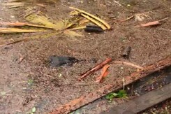 Watch: Alligator Surprise During Hurricane Ida Flooding Watch: Alligator Surprise During Hurricane Ida Flooding