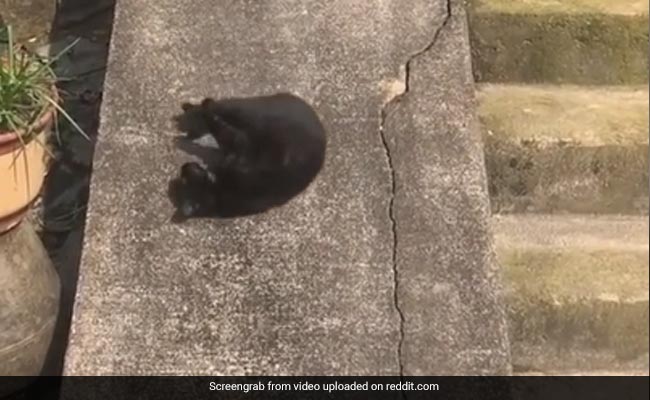 काली बिल्ली उल्टा लेटकर झूल रही थी झूला, ढलान से ऐसे गिरते हुए आई नीचे, लोग बोले- बिल्ली भी करती है Enjoy - देखें Video