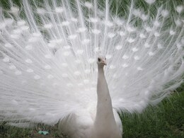 Border Security Force Rescues 2 White Peacocks Along India-Bangladesh Border Border Security Force Rescues 2 White Peacocks Along India-Bangladesh Border