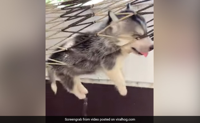 कुत्ता झूल रहा था झूला, लटके थे पैर और बाहर निकली थी जीभ, झूलते-झूलते गहरी नींद में सो गया और फिर... - देखें Cute Video