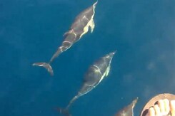Caught On Camera: Dolphins Playfully Swim Alongside Boat Caught On Camera: Dolphins Playfully Swim Alongside Boat