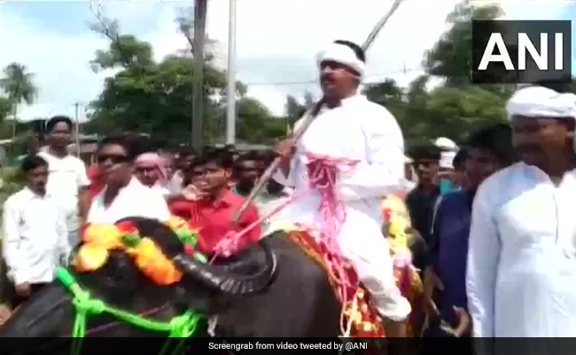 बिहार पंचायत चुनाव : भैंस की सवारी कर नोमिनेशन भरने पहुंचे नेताजी, VIDEO में देखें फिर क्या हुआ