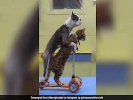 कुत्ते और बिल्ली ने एकसाथ स्कूटर चलाकर बनाया वर्ल्ड रिकॉर्ड, Video देख किसी के चेहरे पर भी आ जाएगी हंसी कुत्ते और बिल्ली ने एकसाथ स्कूटर चलाकर बनाया वर्ल्ड रिकॉर्ड, Video देख किसी के चेहरे पर भी आ जाएगी हंसी