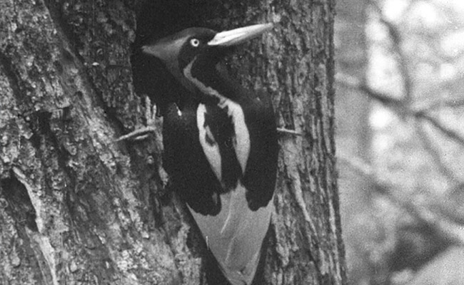 US Declares Fabled Ivory-Billed Woodpecker And 22 Other Species Extinct