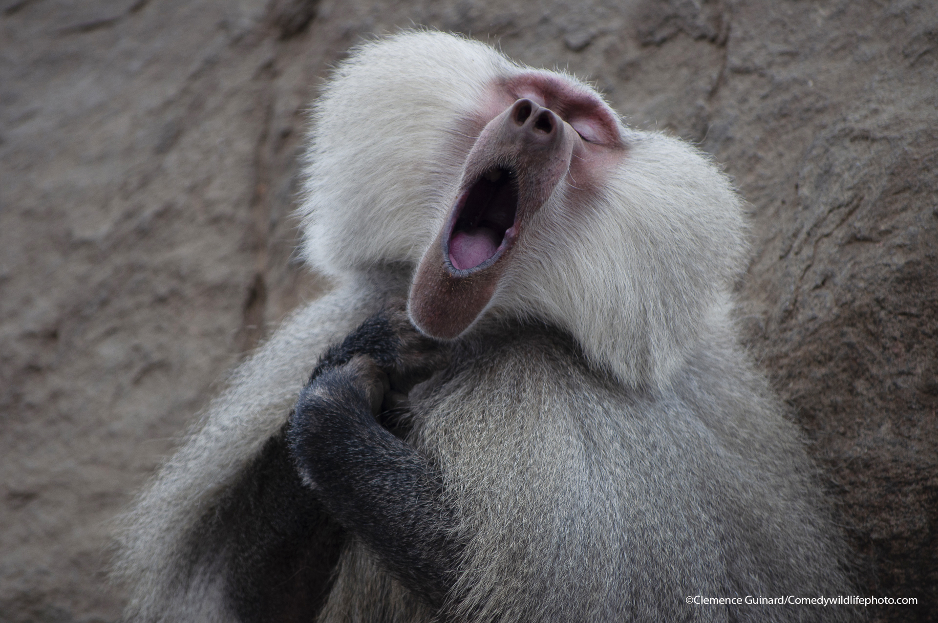 German Zoo Kills 12 Healthy Baboons As They Had No Space, Faces Backlash