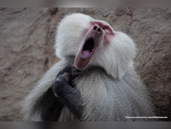 German Zoo Kills 12 Healthy Baboons Due To Lack Of Space, Faces Backlash