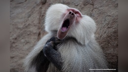 German Zoo Kills 12 Healthy Baboons Due To Lack Of Space, Faces Backlash