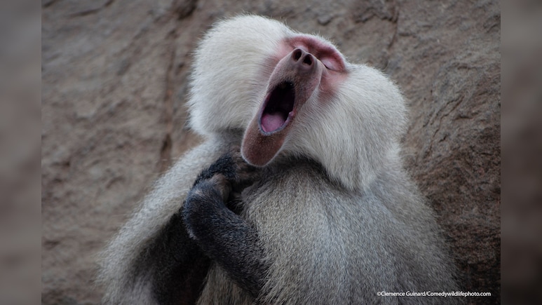 German Zoo Kills 12 Healthy Baboons Due To Lack Of Space, Faces Backlash