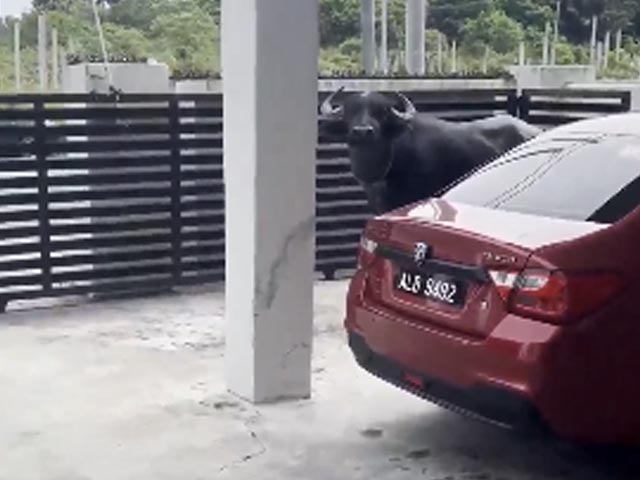 Buffalo Smashes Car's Side View Mirror