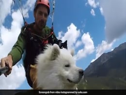 कुत्ते ने अपने मालिक के साथ की Paragliding, काफी देर तक हवा में भरी उड़ान, Video ने जीता लोगों का दिल कुत्ते ने अपने मालिक के साथ की Paragliding, काफी देर तक हवा में भरी उड़ान, Video ने जीता लोगों का दिल