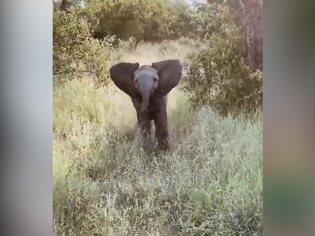Watch: Baby Elephant Practices Charging In Adorable Video
