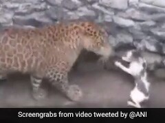 तेंदुआ करने जा रहा था बिल्ली का शिकार, तो बिल्ली ने दिखाई बहादुरी, सामने खड़े होकर किया कुछ ऐसा  और फिर... - देखें Video