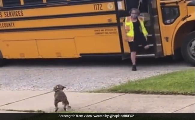 कुत्ता अपने दोस्त से मिलने के लिए कर रहा था स्कूल बस का इंतज़ार, जैसे ही आई बस, खुशी से करने लगा कुछ ऐसा - देखें Video