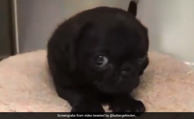 कुत्ता डरते-डरते नज़रें छिपाकर देख रहा था, लोग बोले- ऐसा तब होता है जब आप शर्मीले हों, लेकिन आपको कोई पसंद भी हो – देखें Video