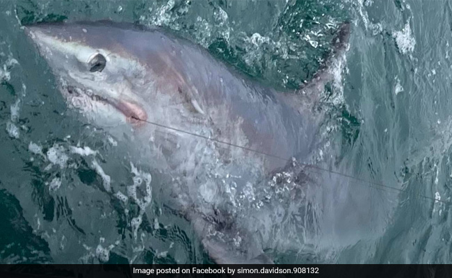 Man Catches Record-Breaking 7-Foot Shark: "The Most Mind-Blowing Capture"