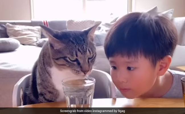 बिल्ली बिना रुके पी रही थी ग्लास में भरा पानी, बच्चा ध्यान से देख रहा था, तभी बिल्ली ने बच्चे के साथ कर दी ये हरकत - देखें Video