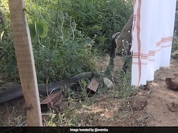 Zoho CEO's Close Encounter With 12-Foot King Cobra In Tamil Nadu Village Zoho CEO's Close Encounter With 12-Foot King Cobra In Tamil Nadu Village