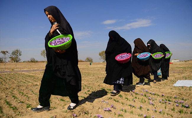 "Won't Sit At Home": Saffron Business Powered By Women Looks Taliban In Eye