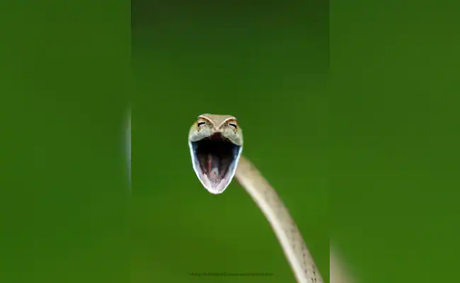 भारतीय फ़ोटोग्राफर की इस तस्वीर ने जीता दिल, पेश है 5 ऐसी फ़ोटोज़ जिसे देख दुनिया खिलखिला रही है