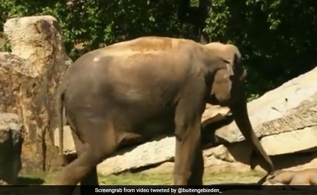 हाथी का बच्चा गहरी नींद में सो रहा था, मां के उठाने पर भी नहीं उठा, तो हाथी हो गया परेशान, फिर किया कुछ ऐसा - देखें Video