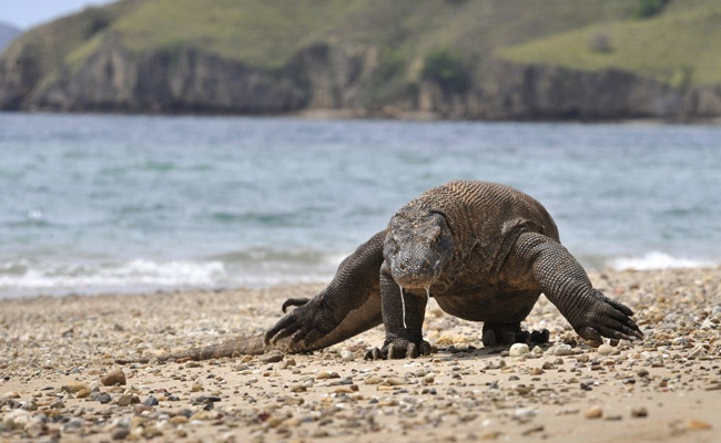 Komodo Dragons, Two-In-Five Shark Species Face Extinction: Watchlist