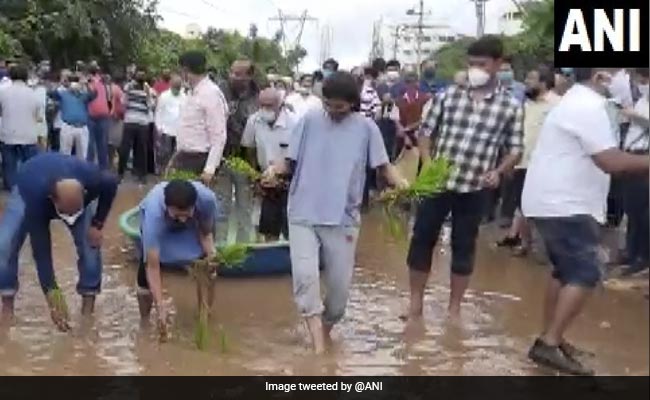 Bengaluru Residents Plant Paddy Saplings, Offer Boat Rides For Rs 20 On Potholed Roads