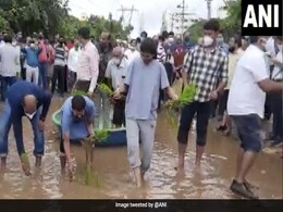Bengaluru Residents Plant Paddy Saplings, Offer Boat Rides For Rs 20 On Potholed Roads Bengaluru Residents Plant Paddy Saplings, Offer Boat Rides For Rs 20 On Potholed Roads