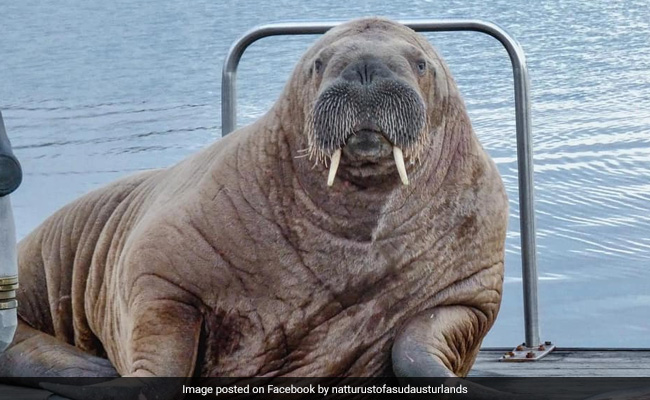 "Wally" The Celebrity Walrus Swims 4,000 km, Turns Up In Iceland