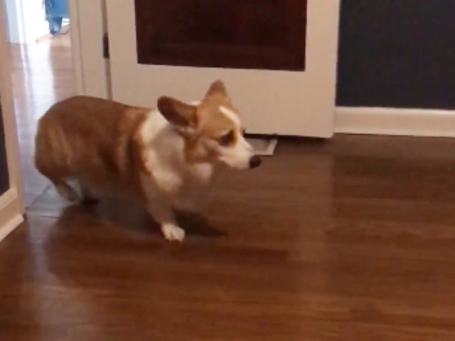 उल्टे पैरों से चलते हुए कुछ इस तरह चुपके से घर के बाहर चला गया कुत्ता