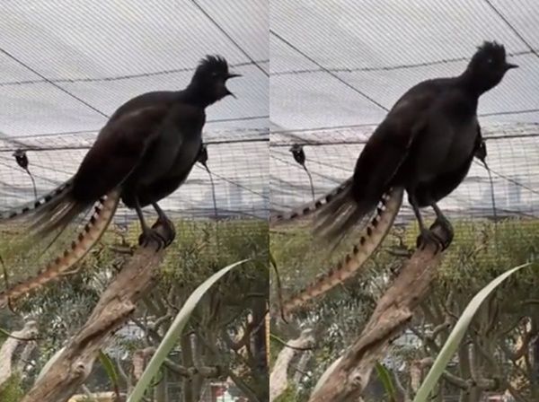 Viral video: ये पक्षी बच्चों की तरह रोता है, सुनने के बाद आपको विश्वास ही नहीं होगा