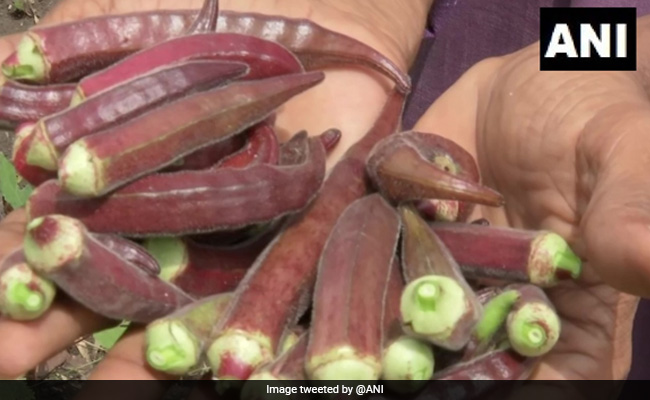 Madhya Pradesh Farmer Grows Red Ladyfinger In His Garden