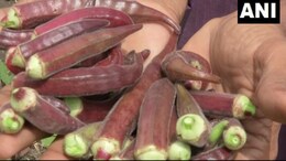 Wait, What? Madhya Pradesh Farmer Grows Red Ladyfinger In His Garden