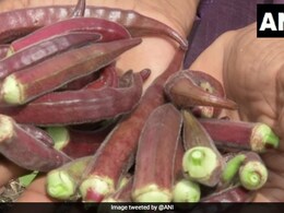 Wait, What? Madhya Pradesh Farmer Grows Red Ladyfinger In His Garden