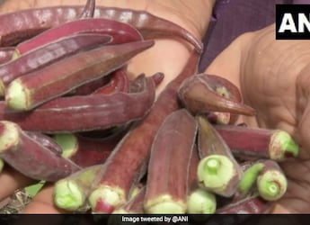 Wait, What? Madhya Pradesh Farmer Grows Red Ladyfinger In His Garden Wait, What? Madhya Pradesh Farmer Grows Red Ladyfinger In His Garden