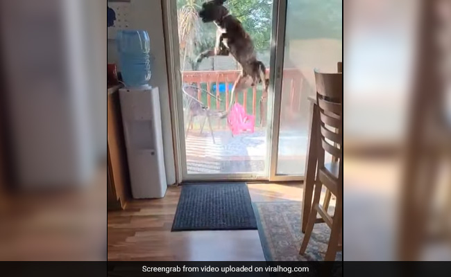 मालिक ने घर का दरवाजा कर दिया था बंद, तो कुत्ते ने हवा में उछल-उछलकर ऐसे निकाला अपना गुस्सा - देखें Video