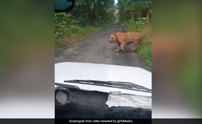 जंगल में सैर पर निकला था टाइगर, रास्ते में खड़े थे कुछ लोग, तो कुछ इस तरह किया इग्नोर और बढ़ गया आगे - देखें Video
