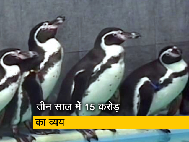 पेंग्विन पर भारी भरकम खर्च कर रही महाराष्ट्र सरकार, विपक्ष ने उठाया सवाल