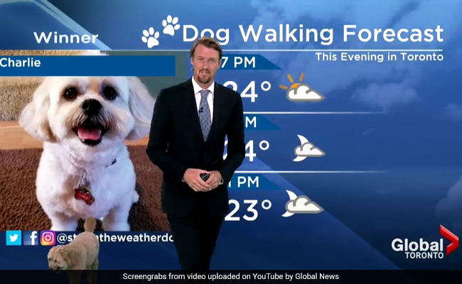 Dog Interrupts Weather Report, Steals The Show In Hilarious Video