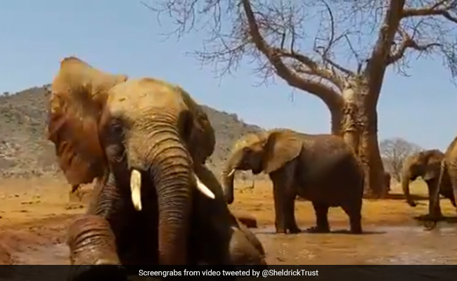 हाथी ने देखा पानी, तो बच्चों की तरह लेट-लेटकर ऐसे लगा नहाने, कींचड़ वाले पानी में की खूब मस्ती - देखें Cute Video