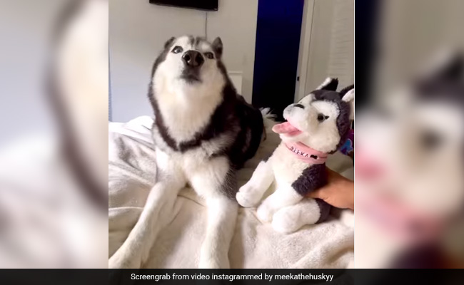 कुत्ते को हुई जलन, जब मालिक ने कहा- ये खिलौना तुमसे ज्यादा क्यूट है, गुस्से में करने लगा ऐसी हरकत - देखें Cute Video