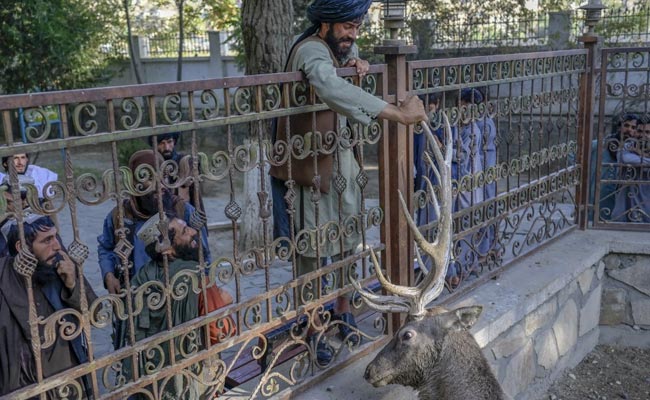 Gun-Toting Taliban At Kabul Zoo Mingle With Families, Kids