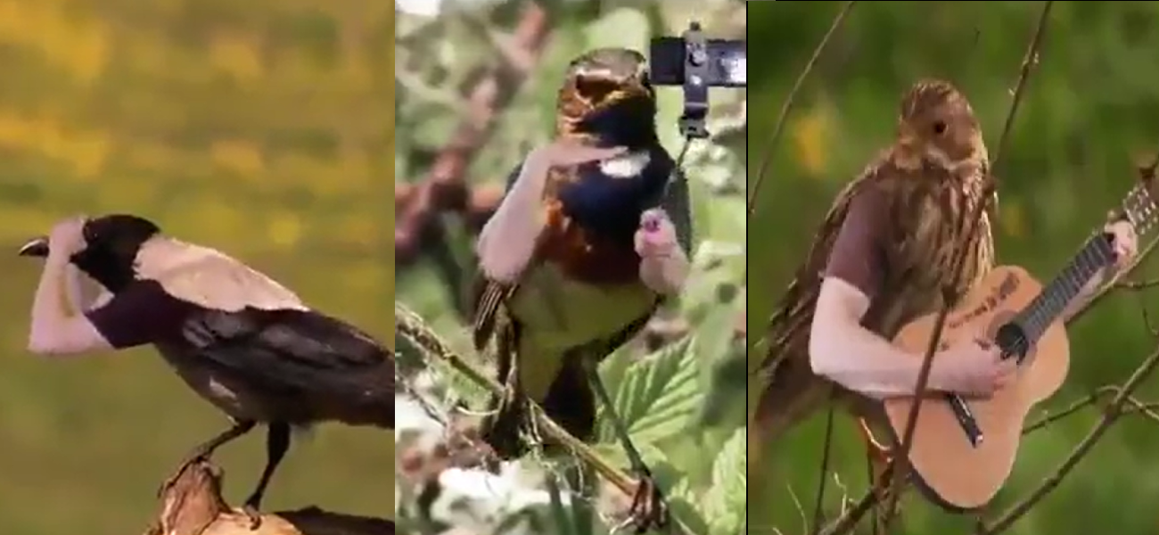Viral Video: दुनिया का सबसे बेस्ट वीडियो, यहां पक्षी गिटार बजाते हैं, लैपटॉप चलाते हैं और सेल्फी भी लेते हैं