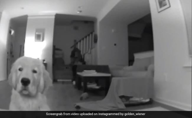 कुत्ता कैमरे के सामने खड़े होकर दे रहा था पोज़, तभी उसके साथ हुआ कुछ ऐसा, Video देख नहीं रोक पाएंगे हंसी