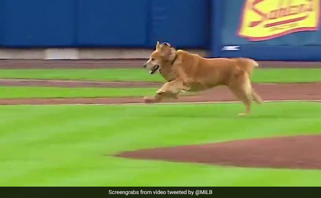 Watch: "Rookie" The Dog Interrupts Baseball Game. No One's Complaining