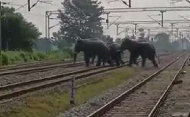 छत्तीसगढ़ के महासमुंद जिले में जंगली हाथियों का झुंड नजर आने से दहशत में लोग, देखें VIDEO