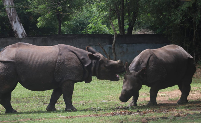 World Rhino Day: Two Rhinos At Tamil Nadu Zoo Adopted By IT Firm