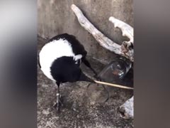 कौए ने ग्लास में फंसी हुई चीज को बाहर निकालने के लिए लगाया गजब दिमाग, लोग बोले- Oxford से Phd है ! - देखें Video